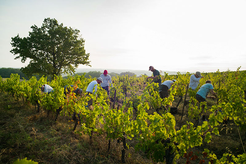 Domaine Rieux René - Esat Tricat