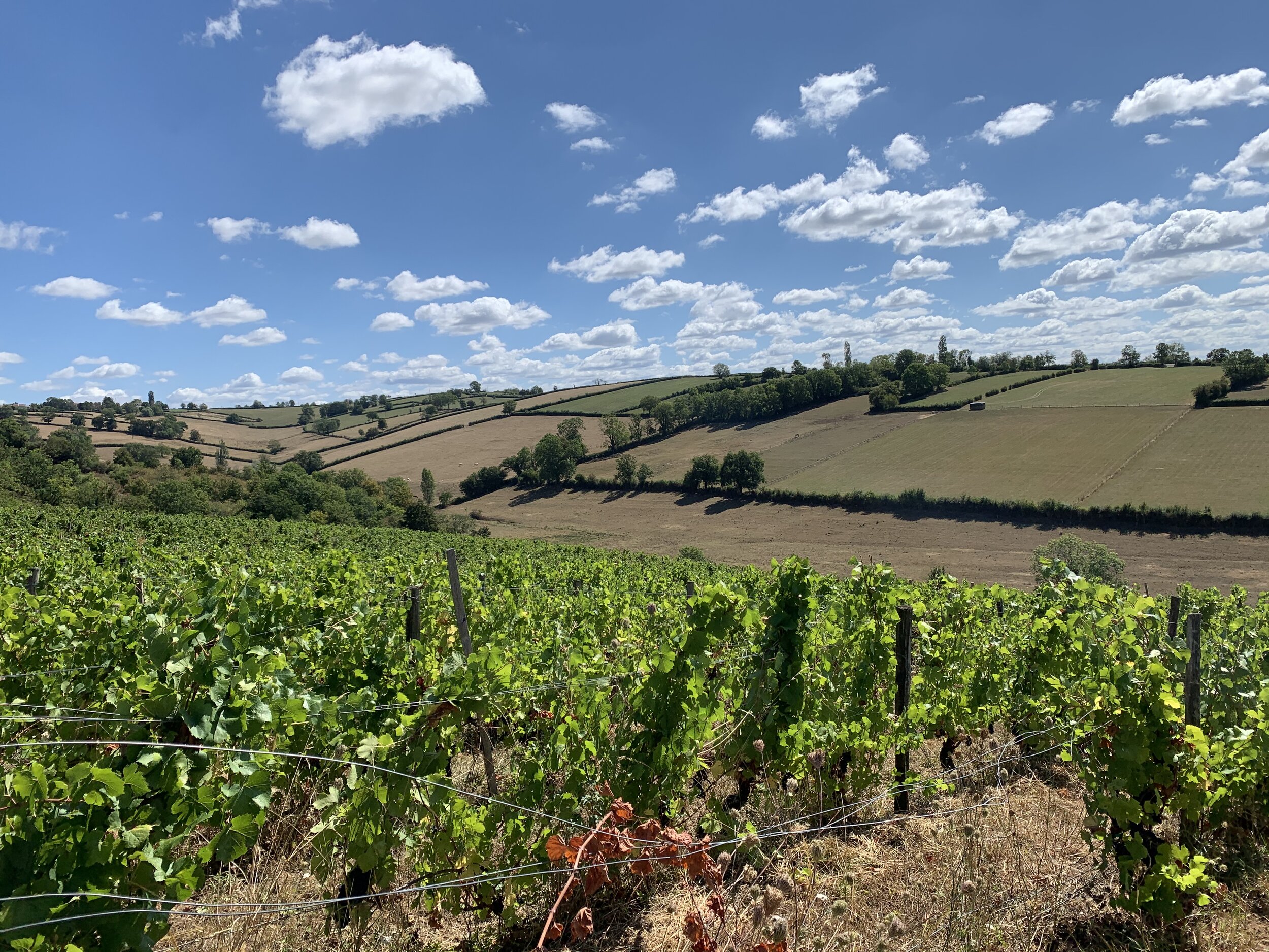 Domaine Roche des Bancs