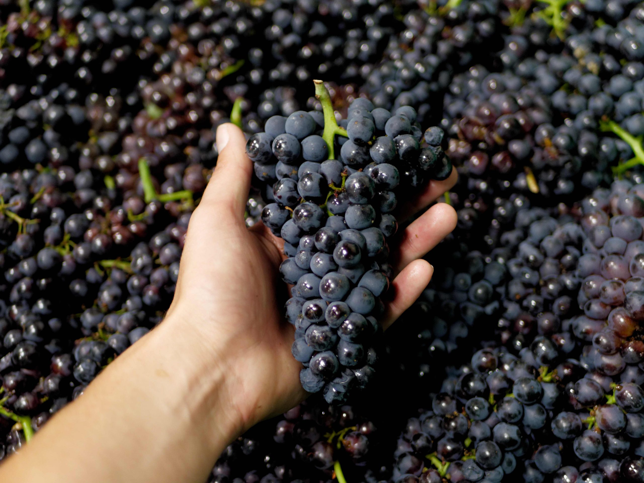 Domaine Rominger Eric