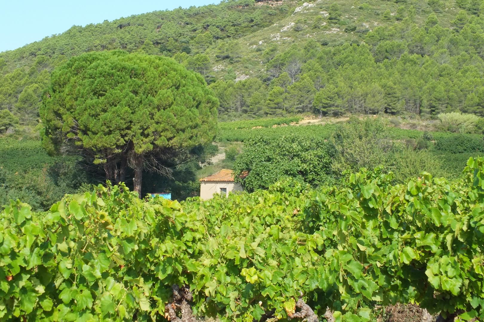 Domaine Roque Sestiere