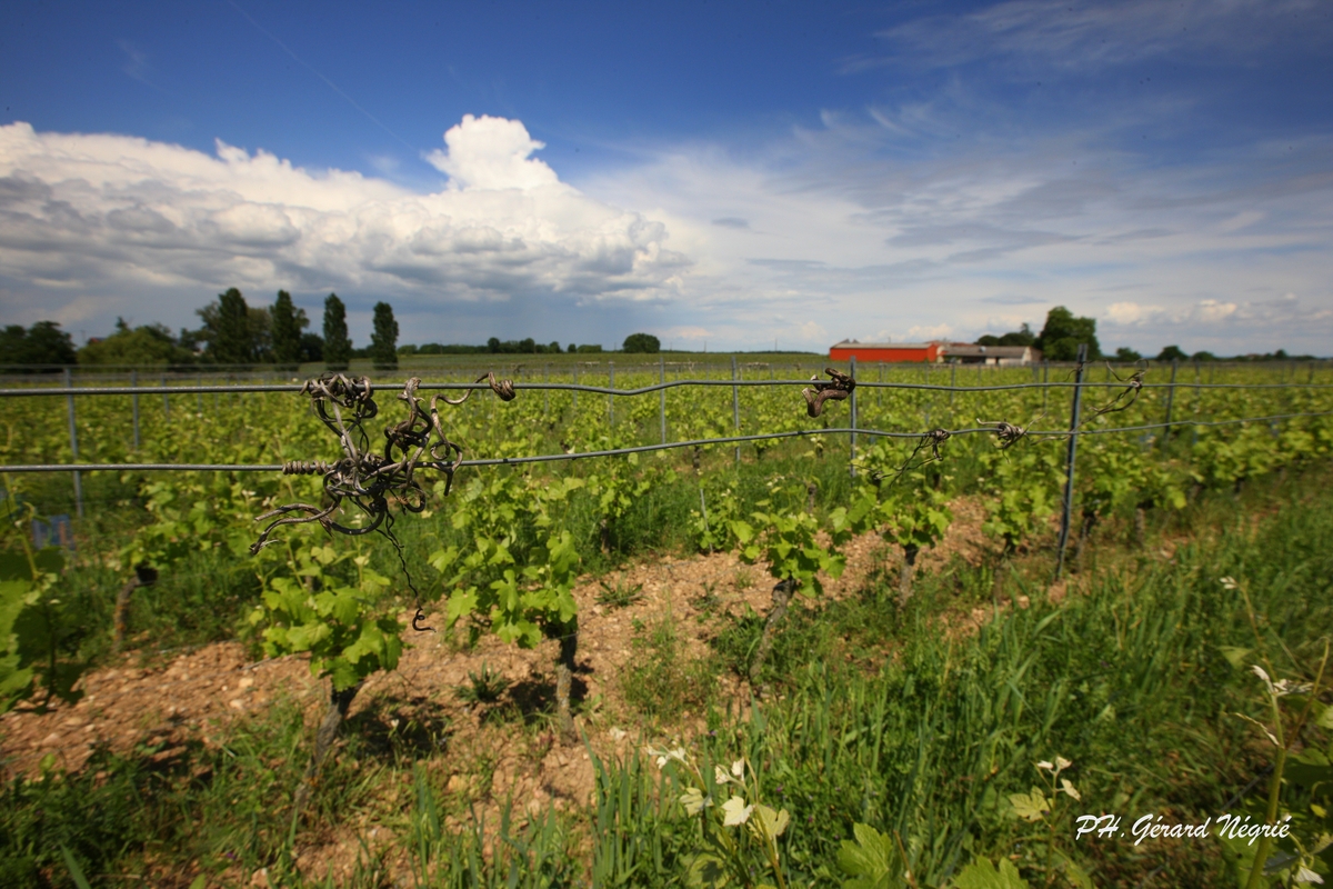 Domaine Rotier