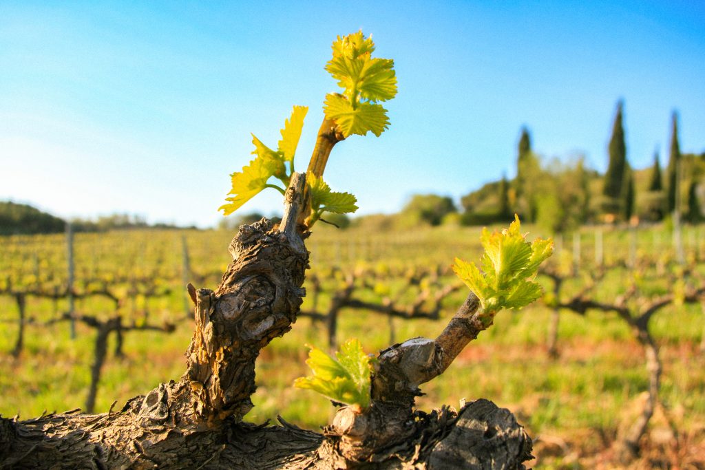 Domaine Saint Andeol