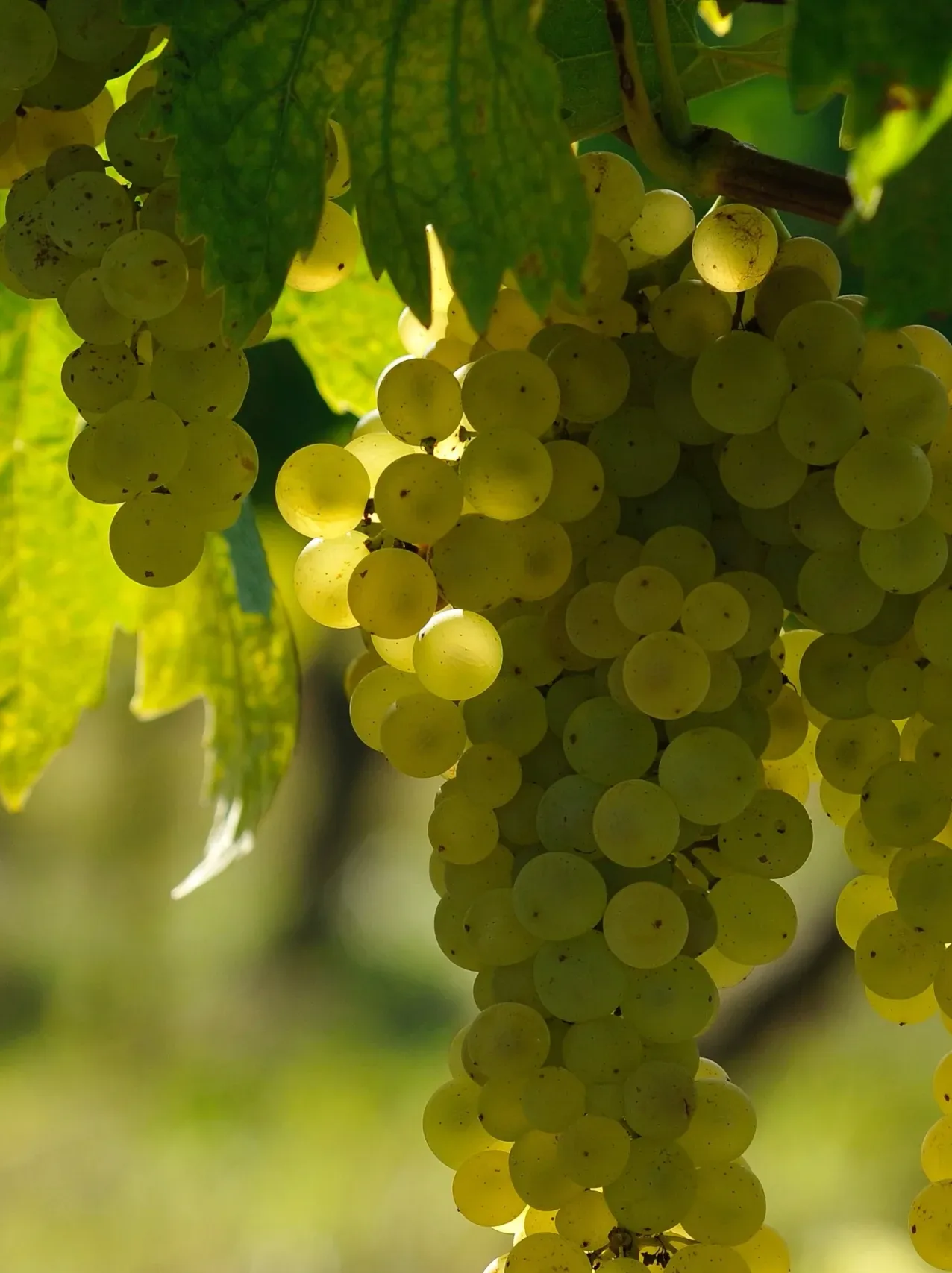 Domaine Saint Martin