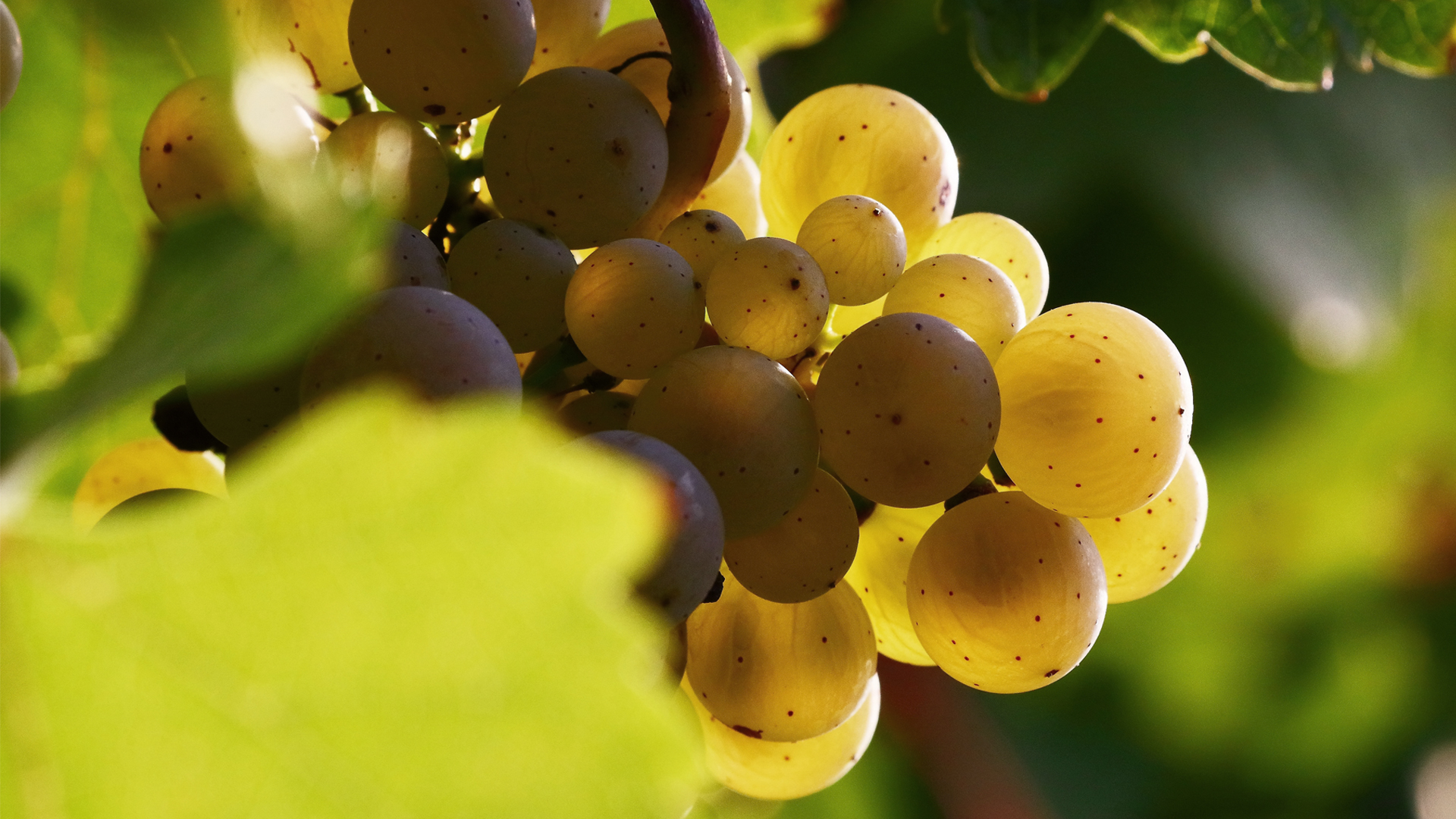 Domaine Savary