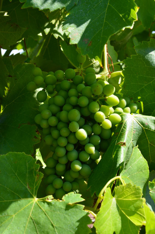 Domaine Schisterelle