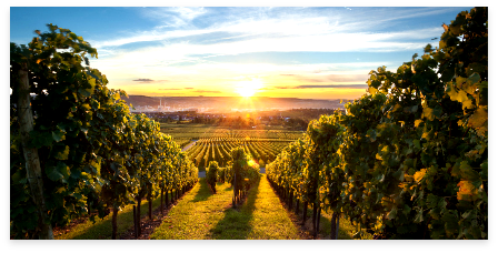 Domaine Specht
