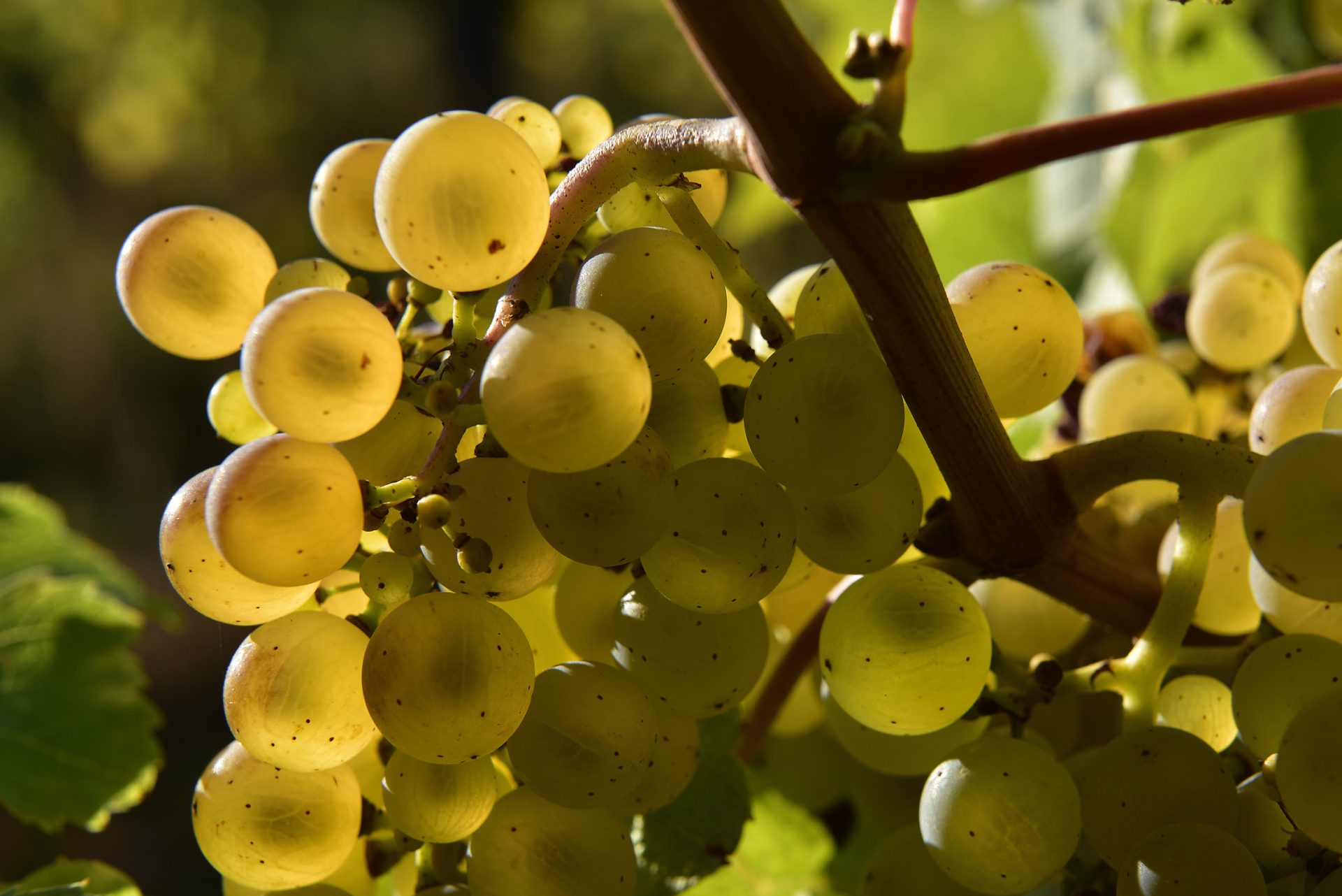 Domaine Steiner
