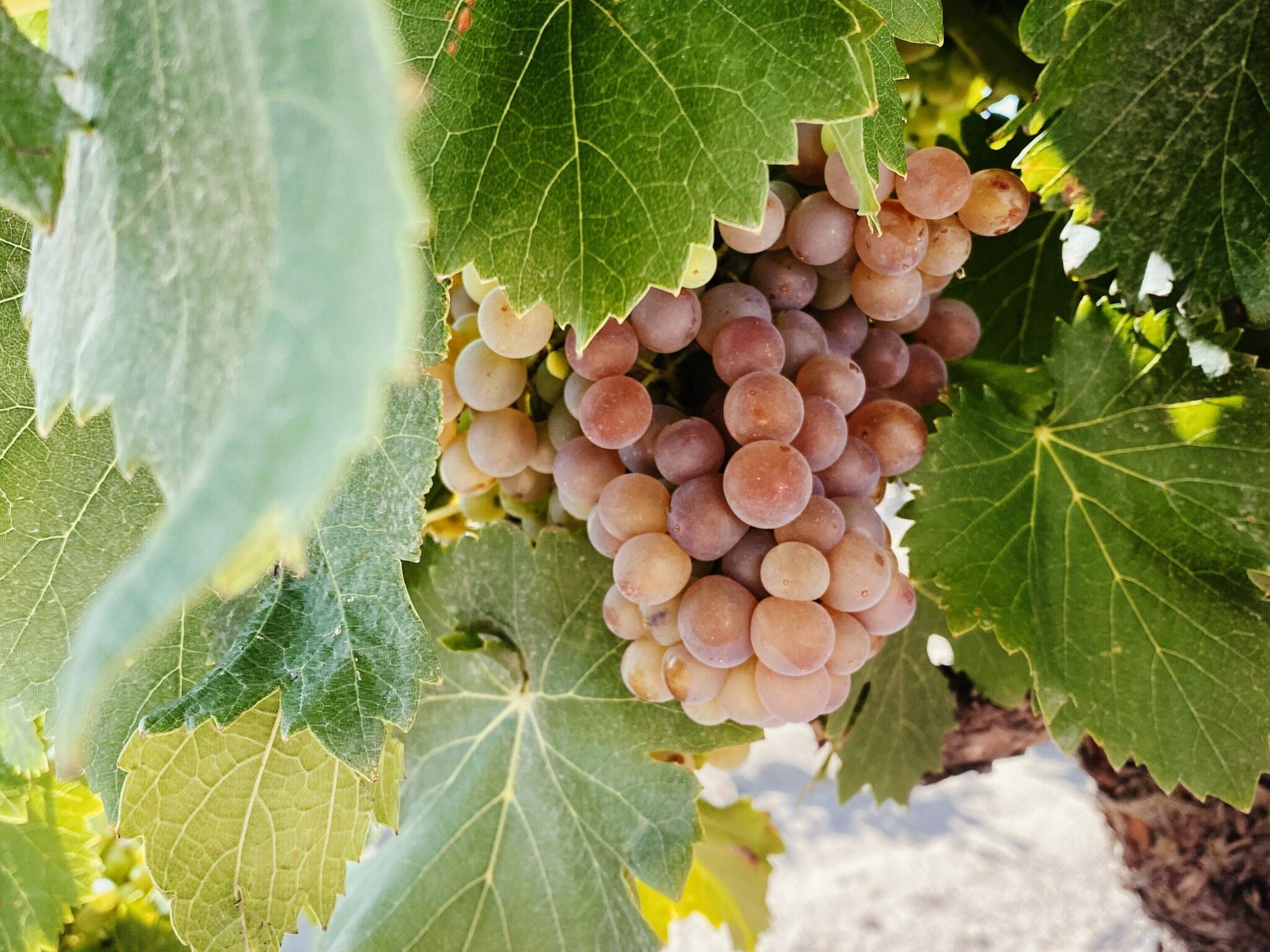Domaine Terres de Sable