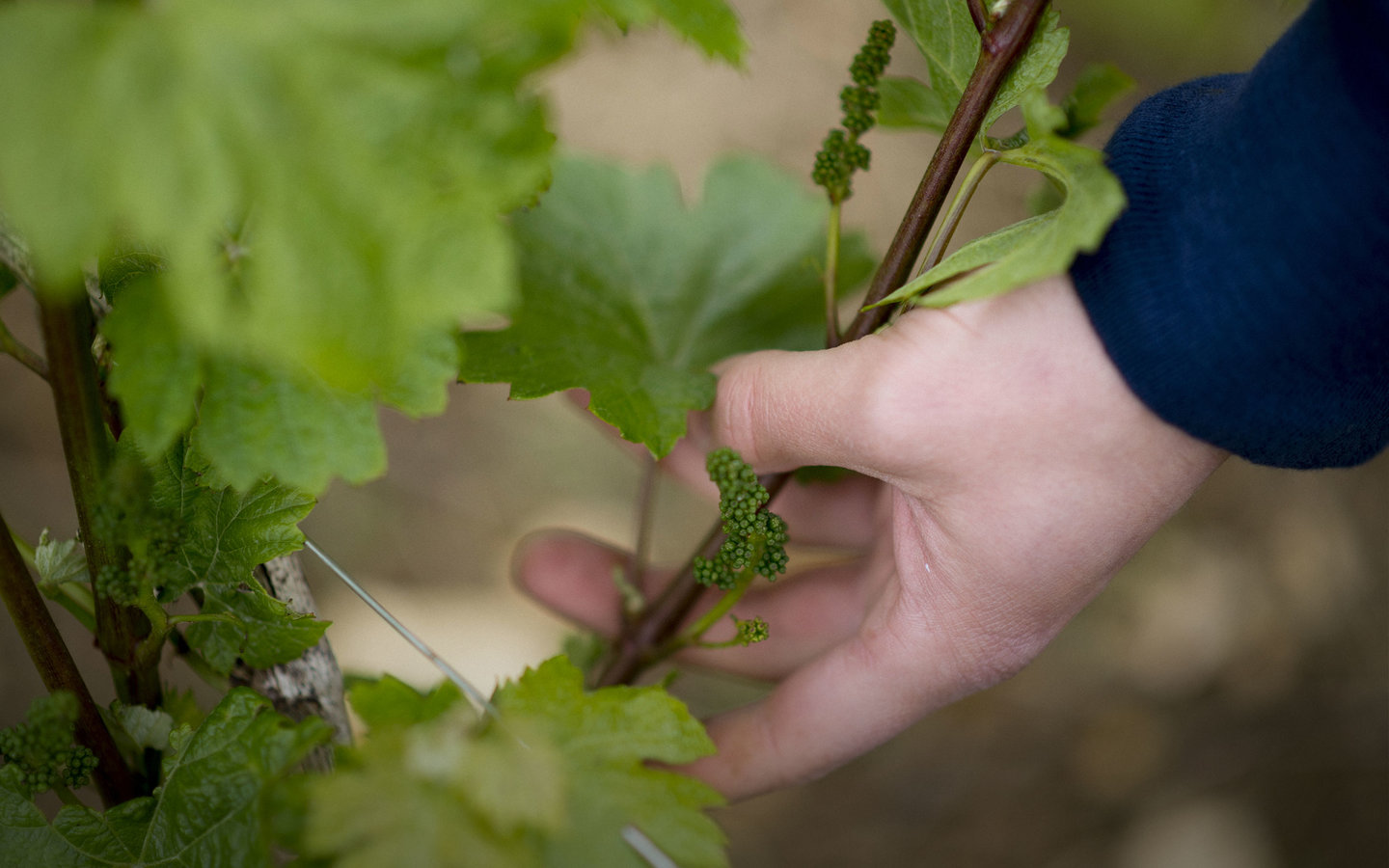 Domaine Vincent Bachelet