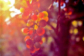 Domaine Vintur
