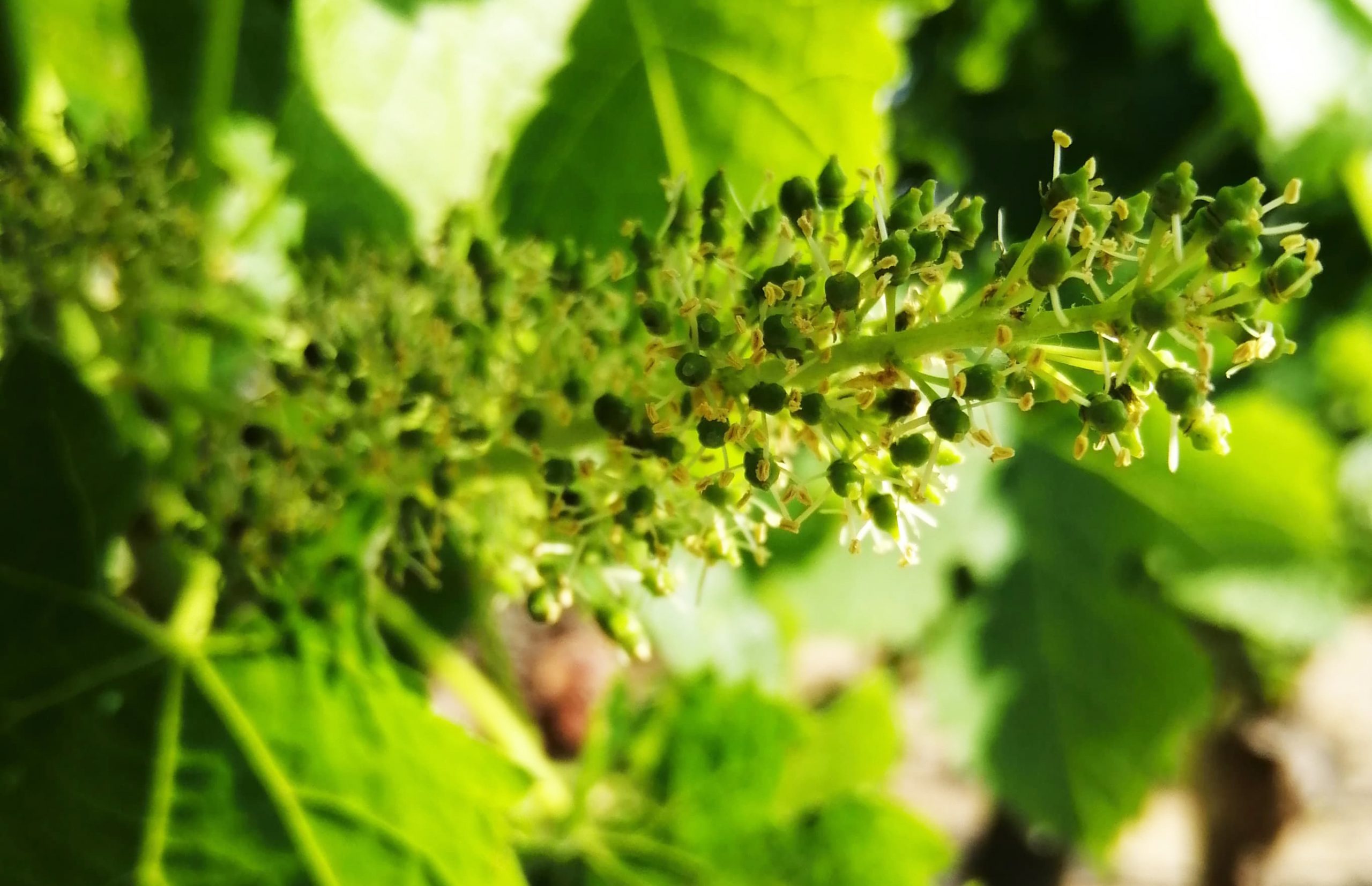 Domaine Walbaum
