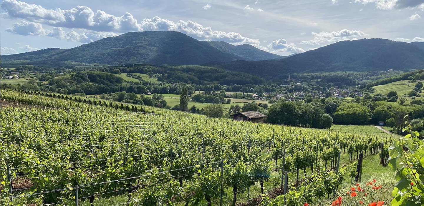 Domaine Weinzaepfel