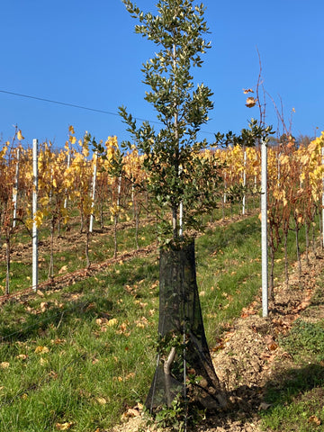 Fend Serge