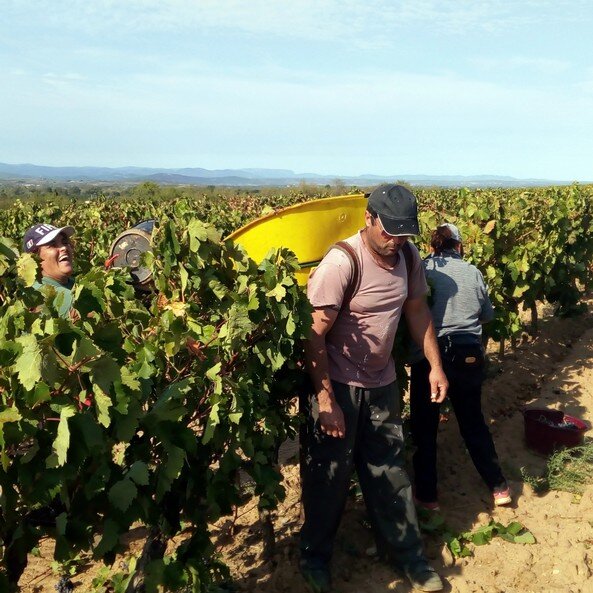 Les Vignobles Villenouvette