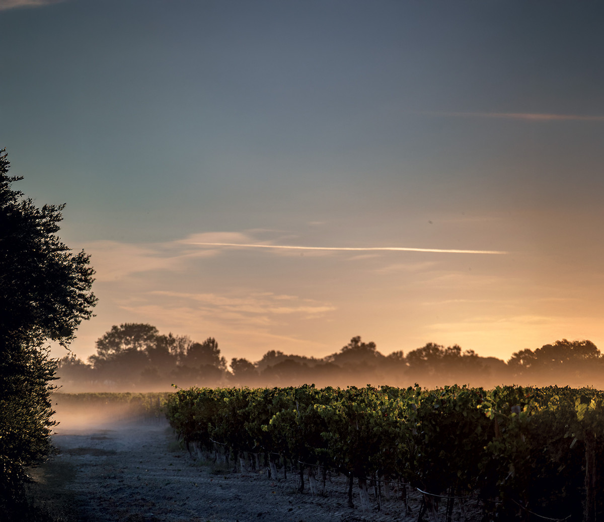 Les Vins des Salins du Midi