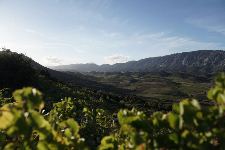 Resfortes Wines
