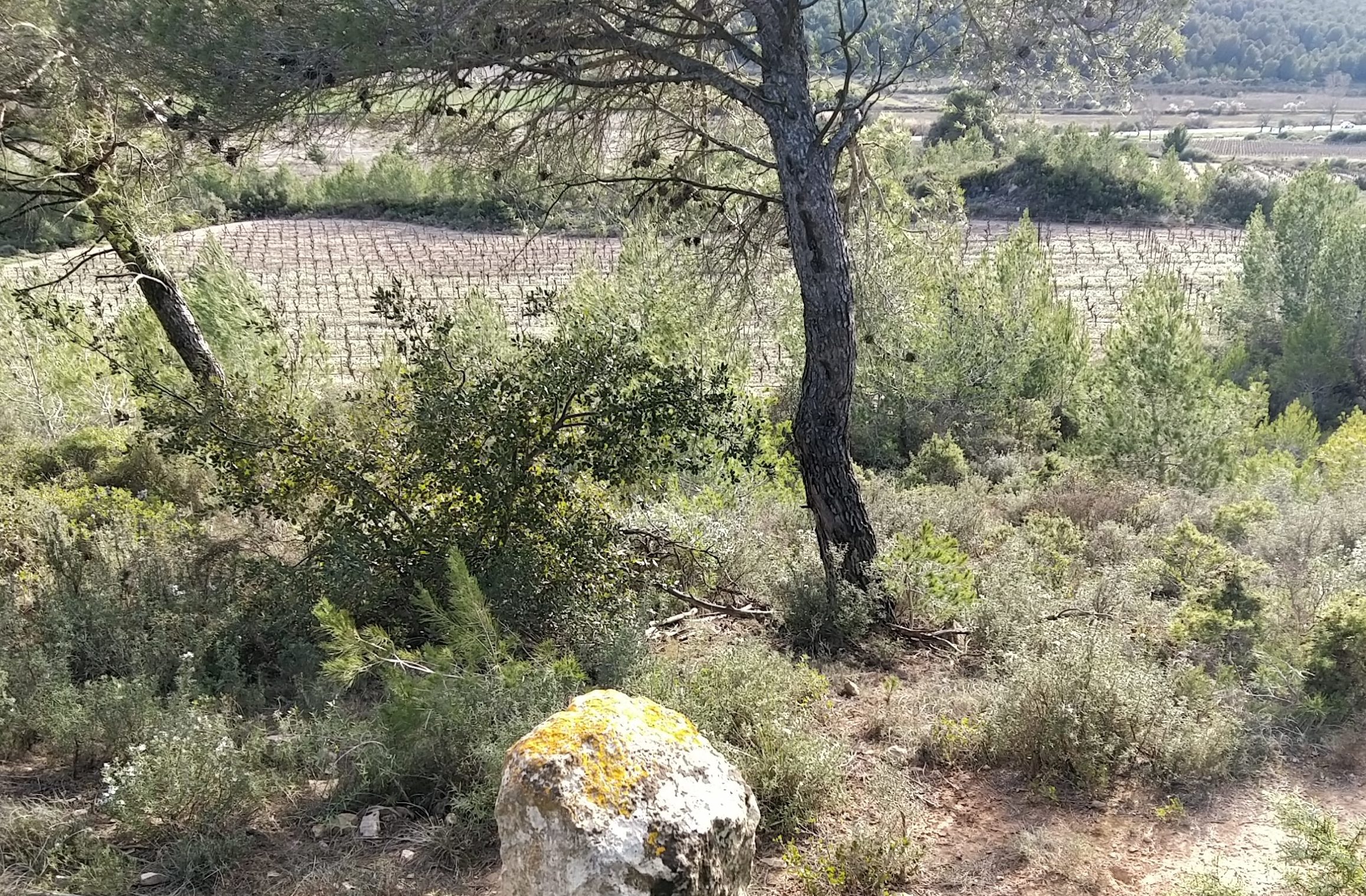 Sas Domaine Monastrel