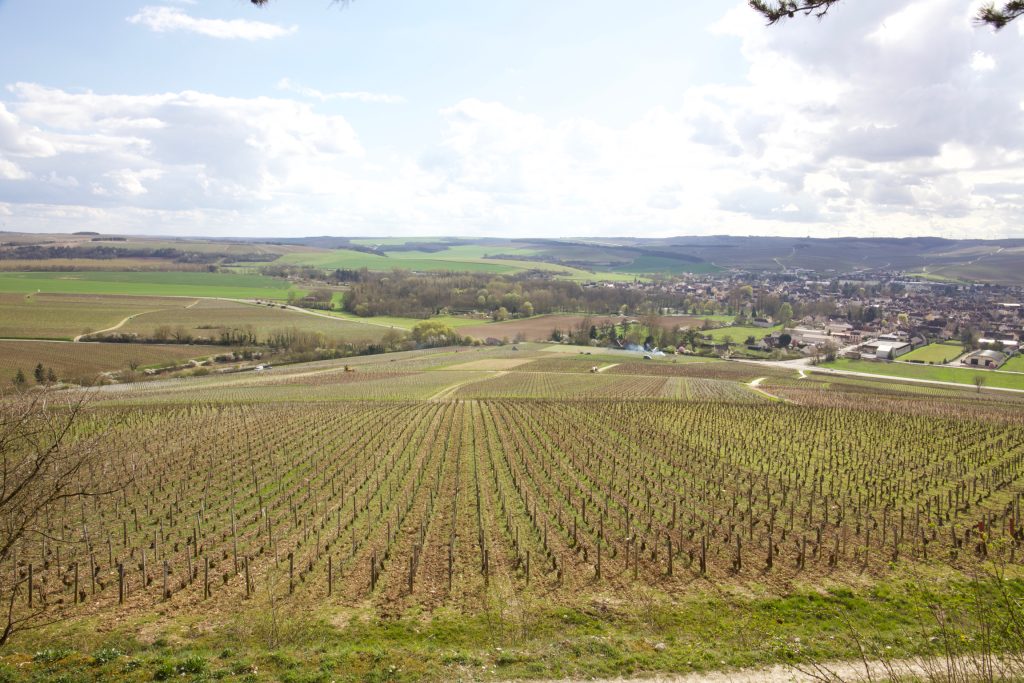 Vignoble Dampt Emmanuel