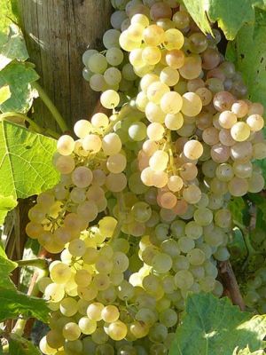 Vignoble Fevrier