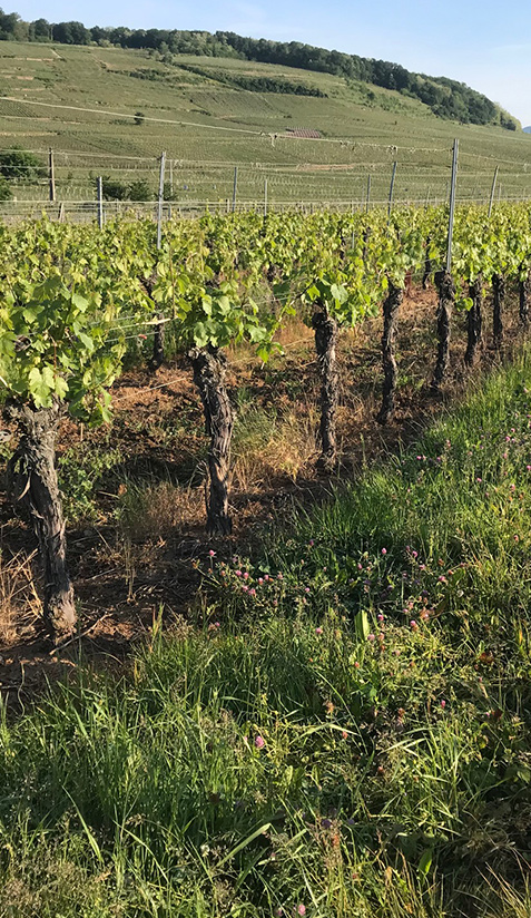 Vignoble Hinderer et Wolff