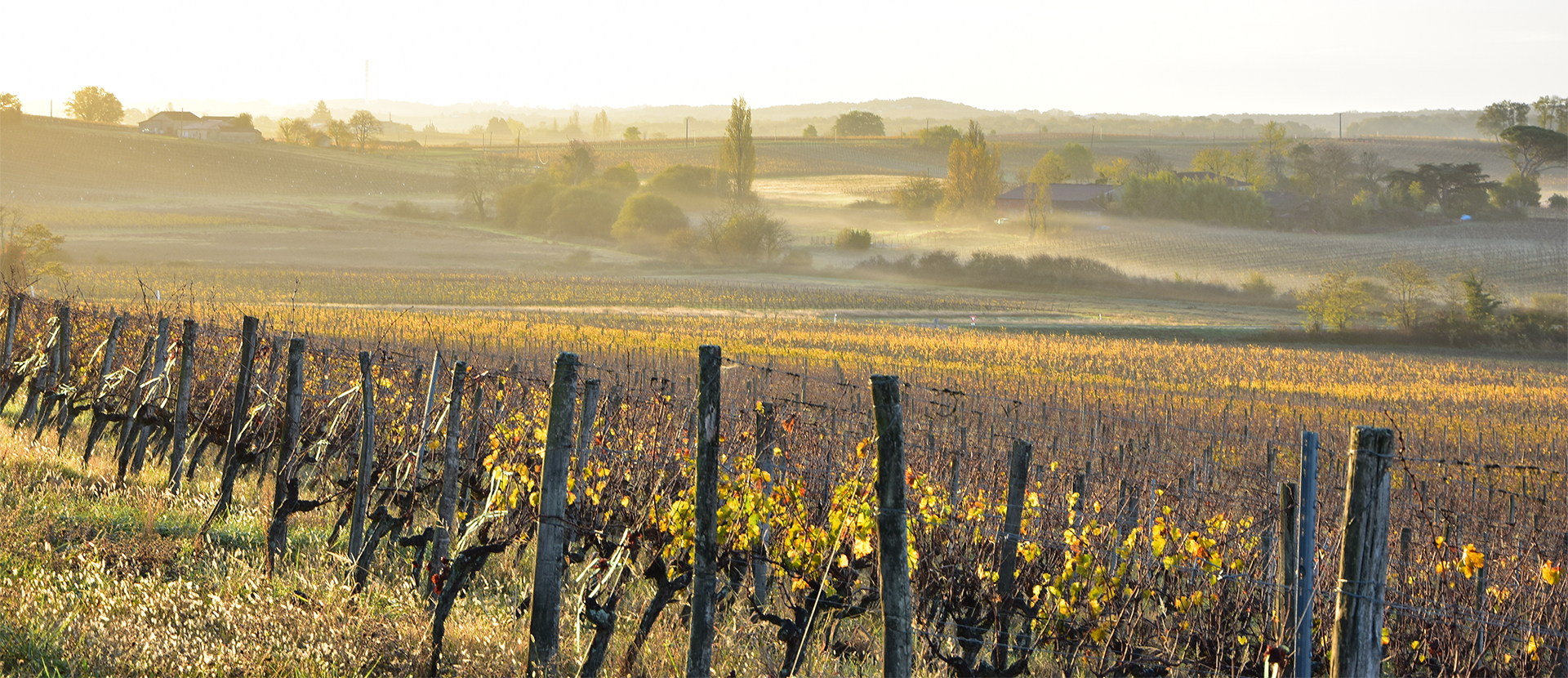 Vignobles Buffeteau