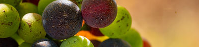 Vignobles Cruchon et Fils - Chateau Chantemerle