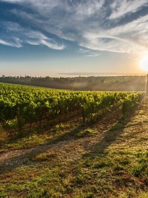 Vignobles Faget