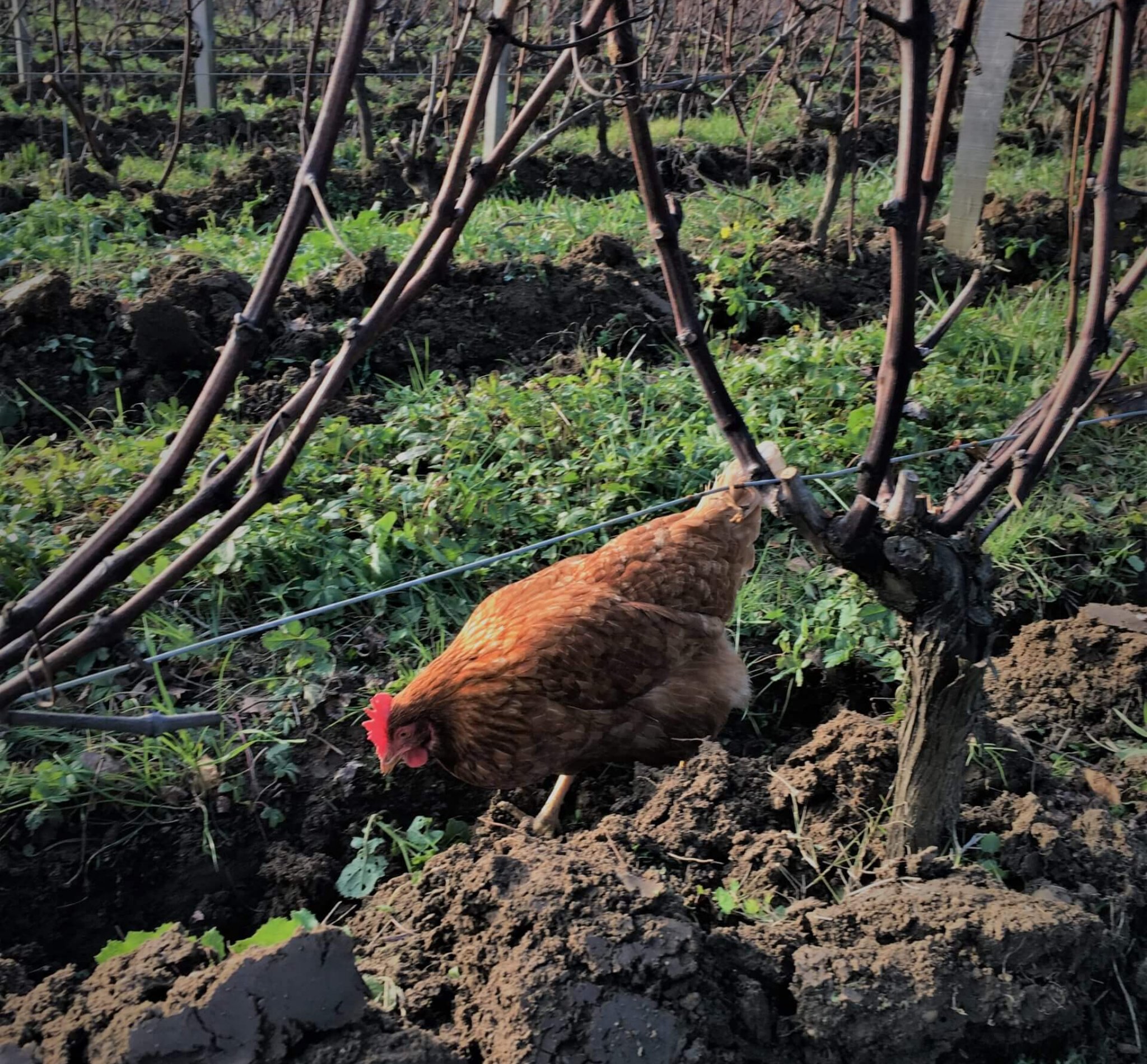 Vignobles Fraigneau