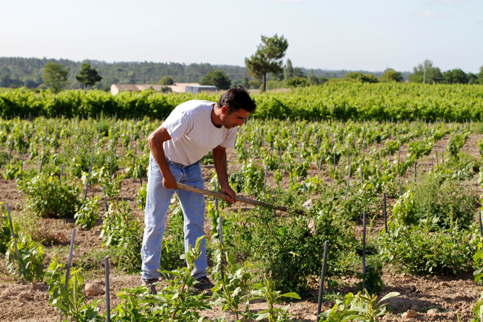 Vignobles Raguenot