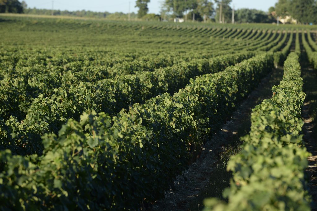 Vignobles Reynaud