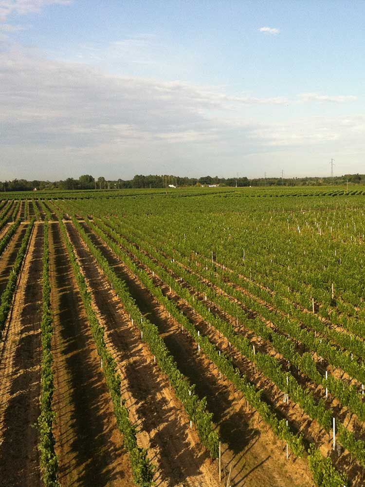 Vignobles Rousseau
