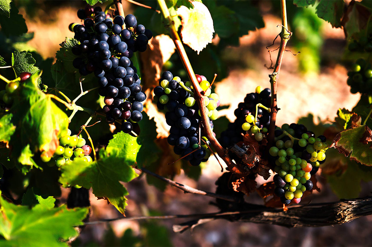 Vinoble Singla