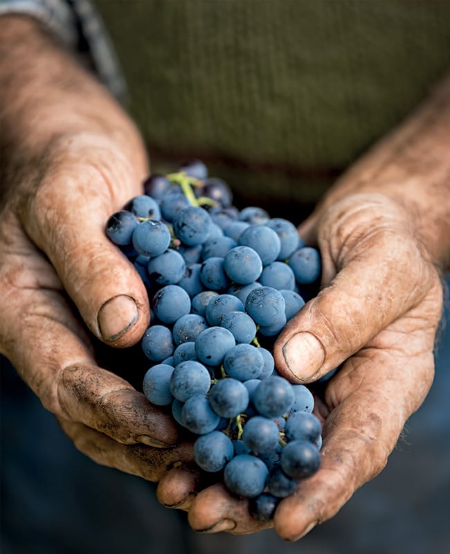 Vins de Tradition Familiale