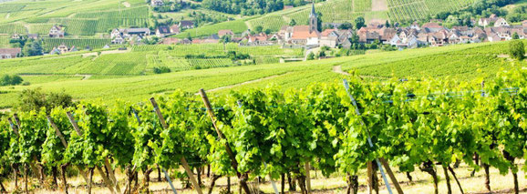 Vins Eber