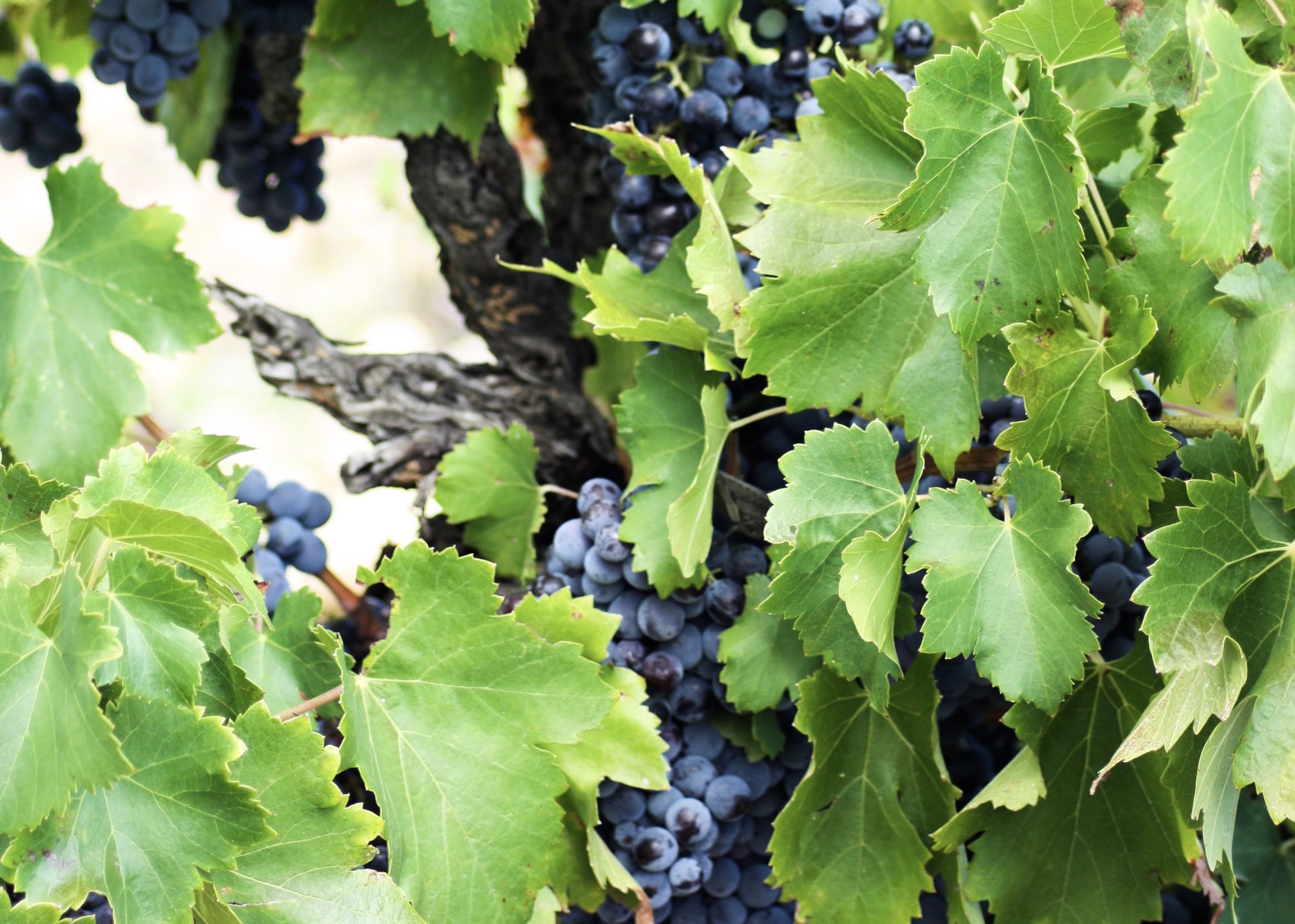 Domaine Galevan