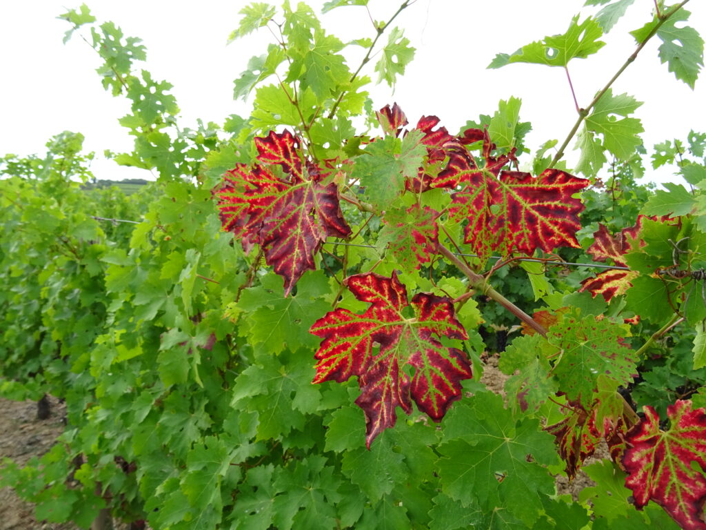 Domaine de la Grande Chauvière