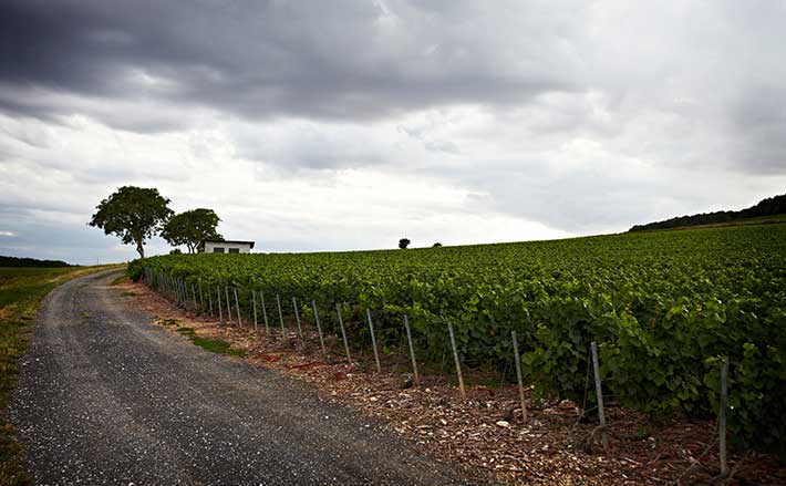 Champagne Éric Therrey