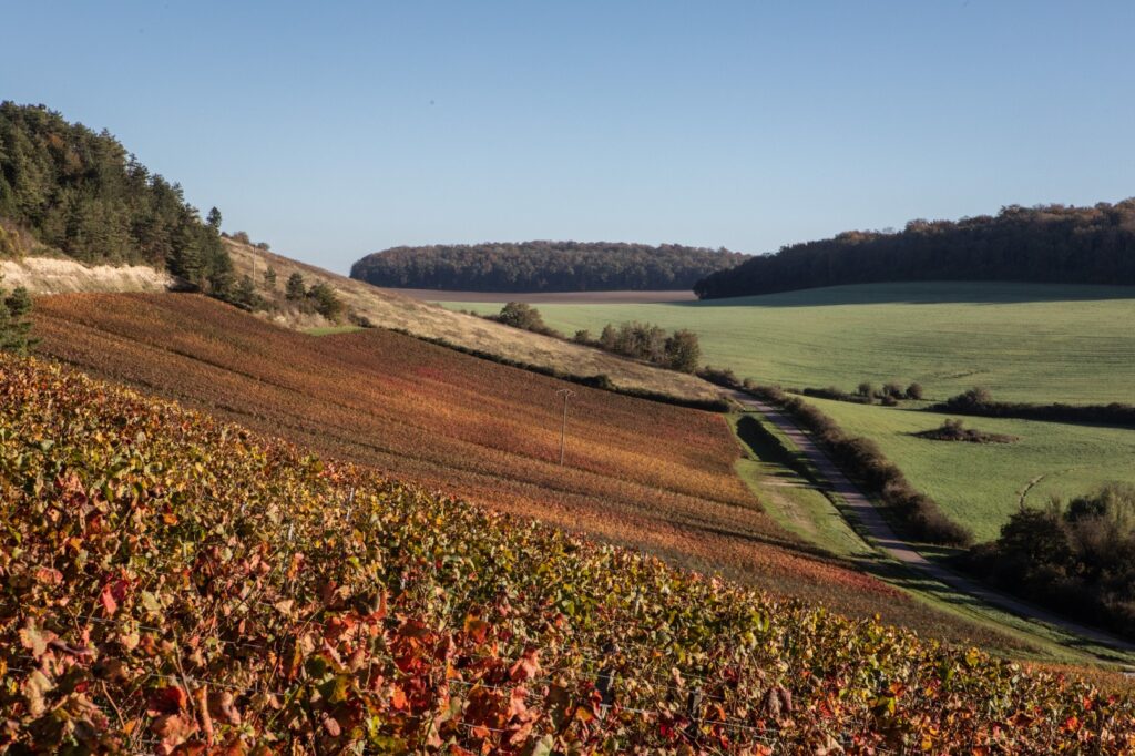 Champagne Michel Falmet