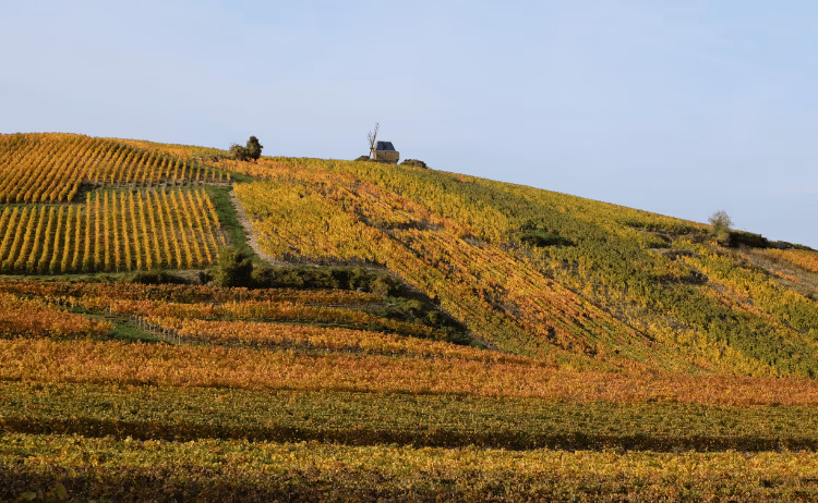 Champagne Rousseaux Fresnet
