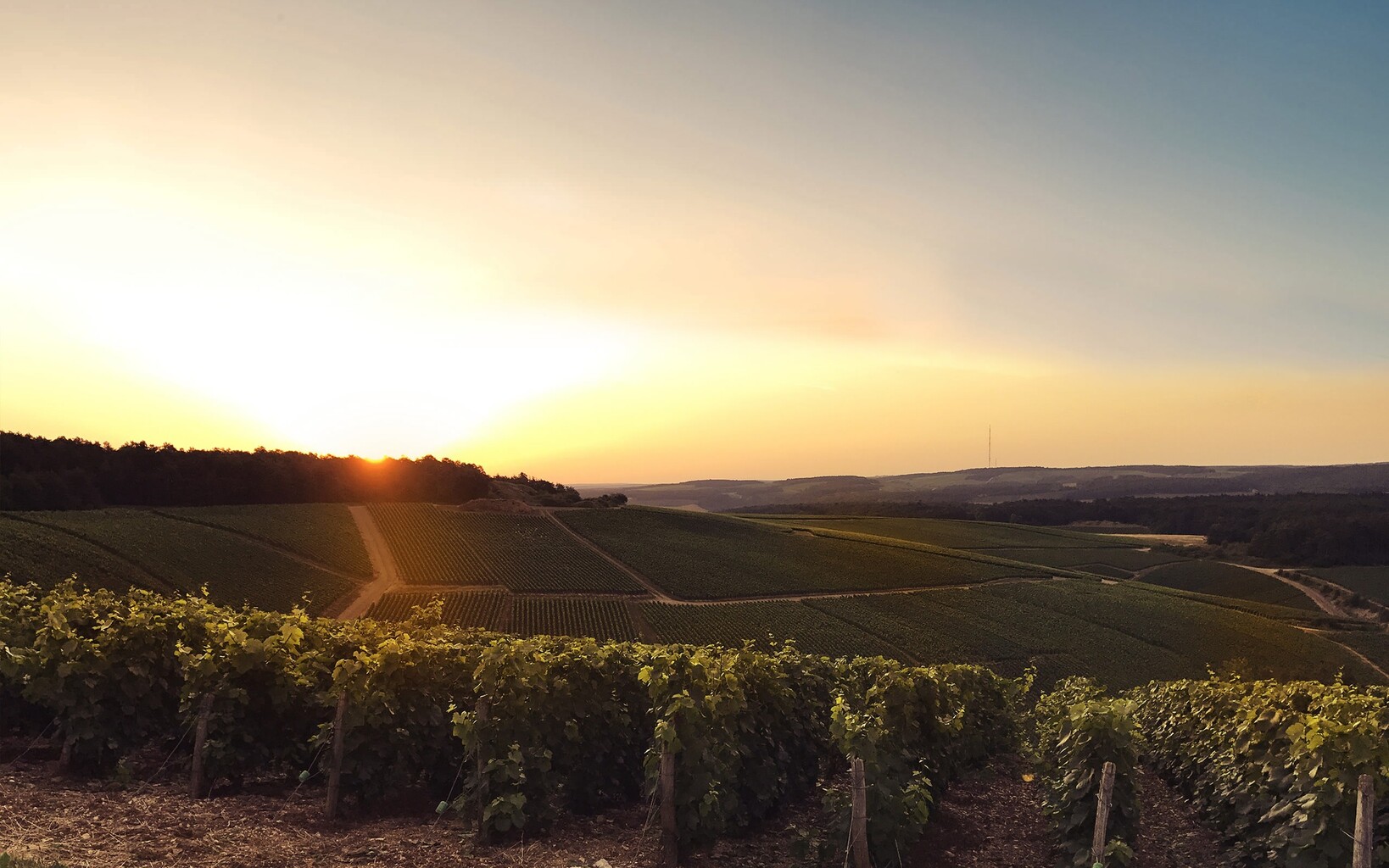 Champagne Vincent Lamoureux