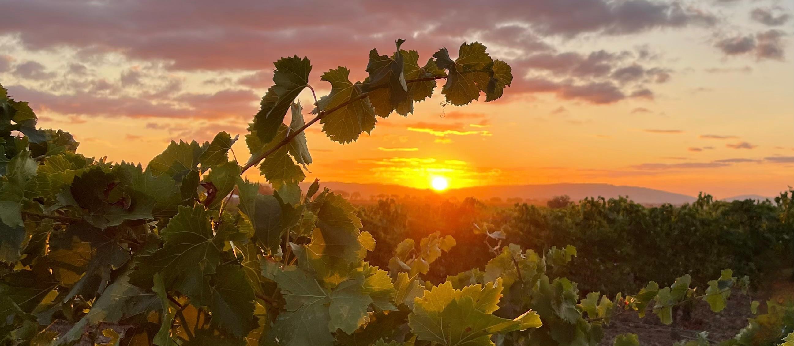 Champs du Lievre