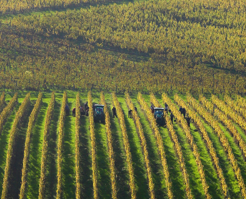 Chateau Belingard