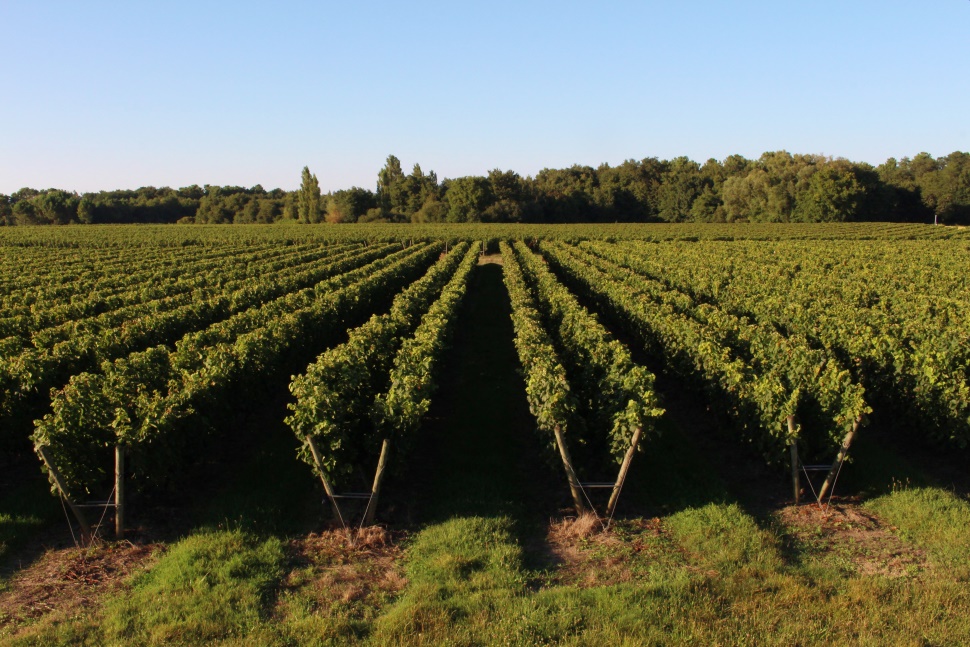 Chateau Bertinerie / Haut Bertinerie