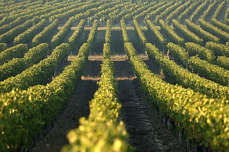 Chateau Cailleteau Bergeron