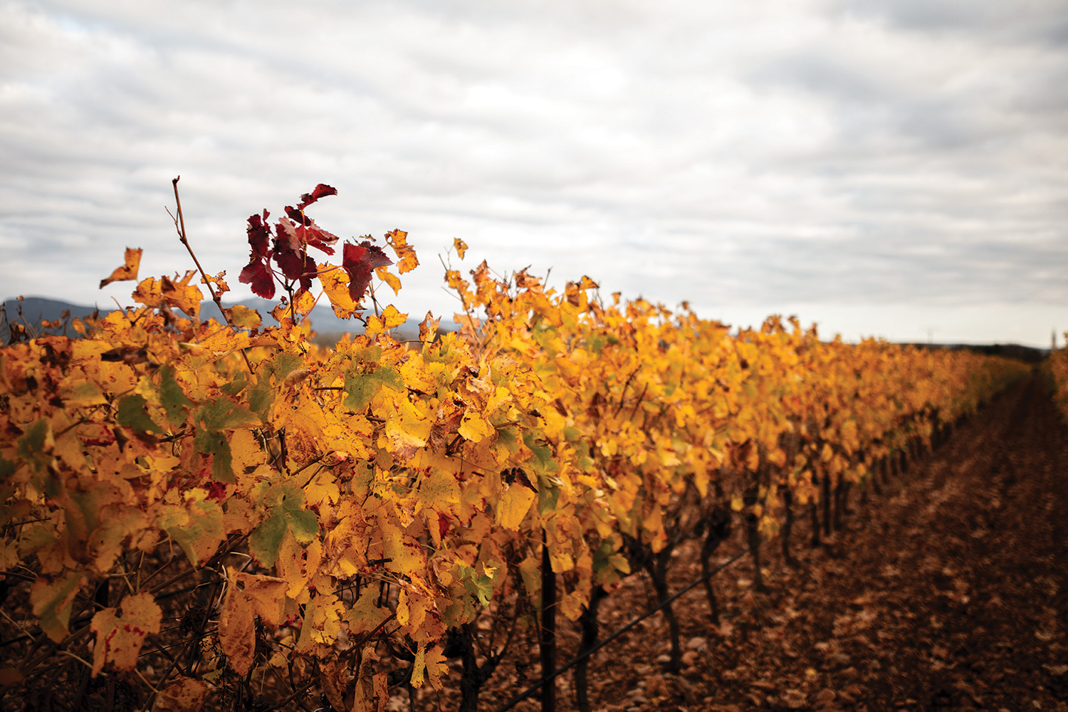 Chateau des Cres Ricards