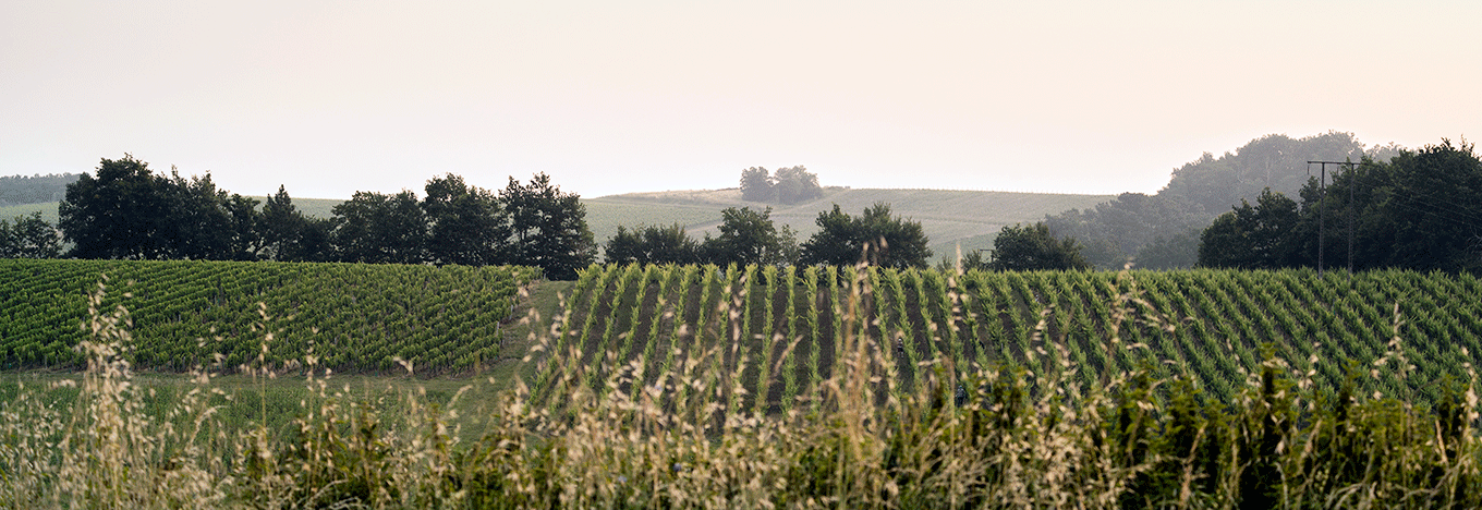 Chateau Guillemet