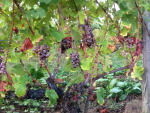 Chateau Haut-Bernasse