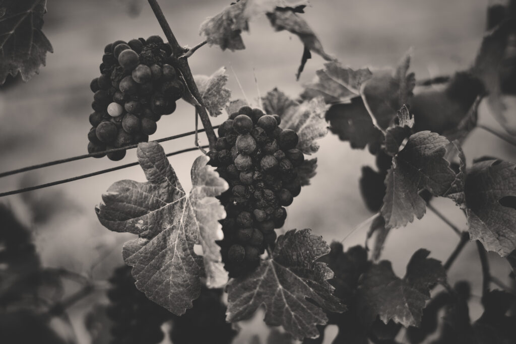Chateau Haut Calens