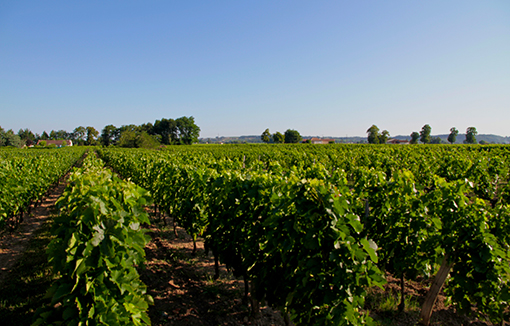 Chateau Hautes Graves d'Arthus