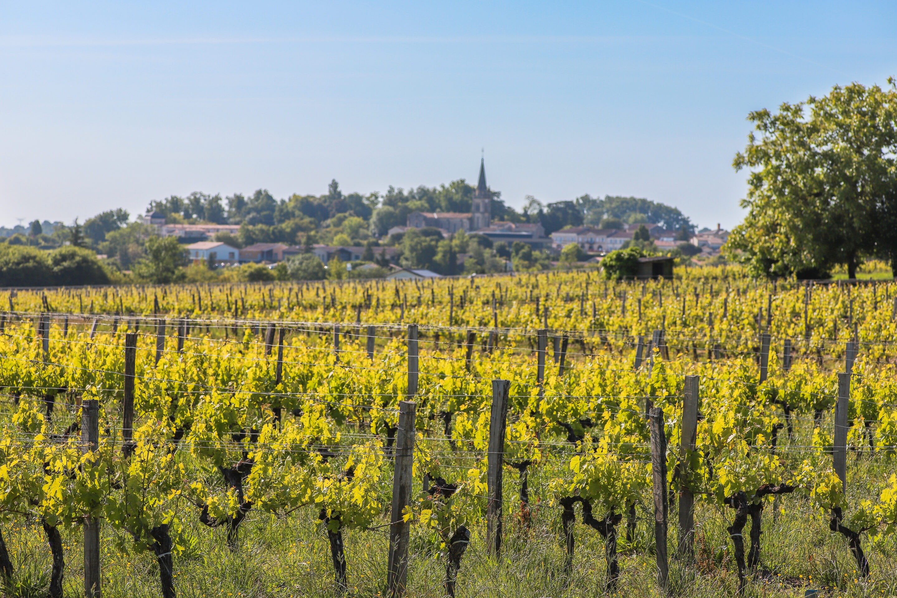Chateau Lafargue Familles Leymarie et Peyrout